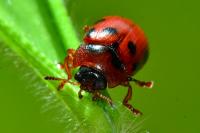 Gonioctena decemnotata