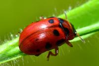 Gonioctena decemnotata