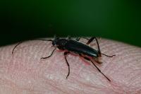 Grammoptera abdominalis