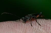 Grammoptera abdominalis