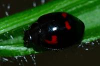 Exochomus quadripustulatus