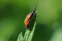 Drilus flavescens
