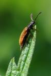 Drilus flavescens