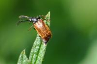 Drilus flavescens