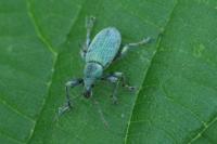 Phyllobius pomaceus