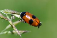 Clytra laeviuscula
