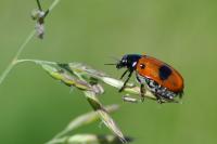 Clytra laeviuscula