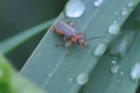 Cantharis lateralis