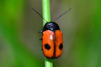 Cryptocephalus bipunctatus