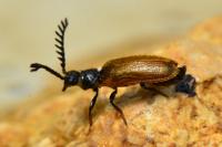 Drilus flavescens