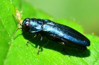 Agrilus cyanescens