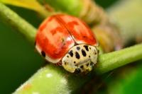 Harmonia quadripunctata