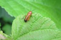 Rhagonycha fulva