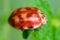 Harmonia quadripunctata