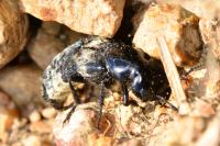 Creophilus maxillosus