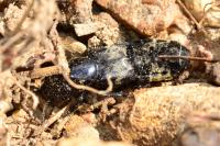 Creophilus maxillosus