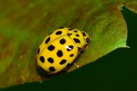 Psyllobora vigintiduopunctata