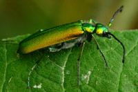 Lytta vesicatoria