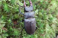 Lucanus cervus
