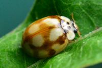 Adalia decempunctata