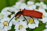 Lygistopterus sanguineus