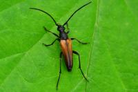 Stenurella melanura