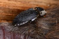 Dermestes frischii
