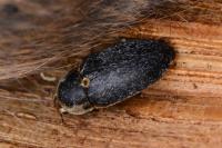 Dermestes frischii