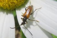 Pseudovadonia livida