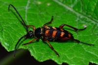 Leptura aurulenta