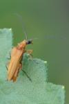 Oedemera podagrariae