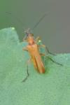 Oedemera podagrariae