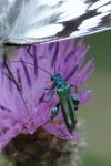Oedemera nobilis