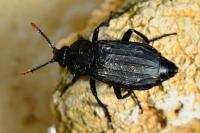 Necrodes littoralis