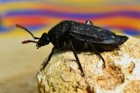 Necrodes littoralis