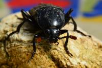 Necrodes littoralis