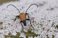 Stictoleptura fulva