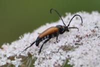 Stictoleptura fulva
