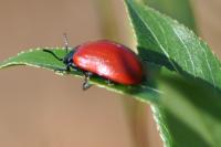 Chrysomela populi
