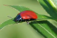 Chrysomela populi