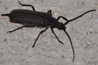 Aegosoma scabricorne