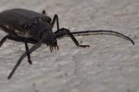 Aegosoma scabricorne