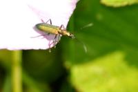 Chrysanthia viridissima