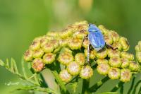 Hoplia coerulea