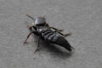 Ocypus aethiops