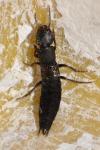 Ocypus aethiops
