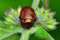 Chrysolina polita
