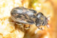 Heterocerus fenestratus