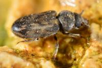 Heterocerus fenestratus