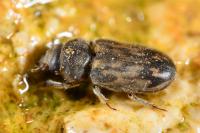 Heterocerus fenestratus